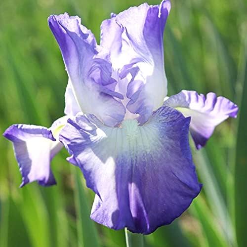 Bearded Iris Flower Bulb Mix - 5 Bulb Value Pack of Assorted Colors - Easy to Grow Fall Planting Bulbs by Willard & May
