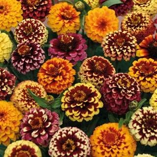 Park Seed Zinnia Flower Planting Seeds, Easy to Grow, Perfect for Spring Garden, Aztec Sunset Mix, Pack of 25
