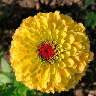 Park Seed Zinnia Flower Planting Seeds, Easy to Grow, Perfect for Spring Garden, Queeny Lemon Peach, Pack of 25