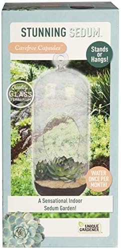 Sedum Succulent Carefree Capsule Terrarium Kit - DIY Indoor Hanging or Standing Garden Starter Set with Complete Supplies, Easy to Grow Terrariums for Home Decor! (Stunning Sedum)