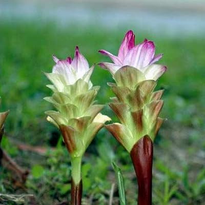 Green Turmeric Live Plant - (Curcuma aeruginosa) - Rare Medicinal Herb, Vibrant Pink Flowers, Ideal for Tropical Gardens (2 Green Turmeric Cups)
