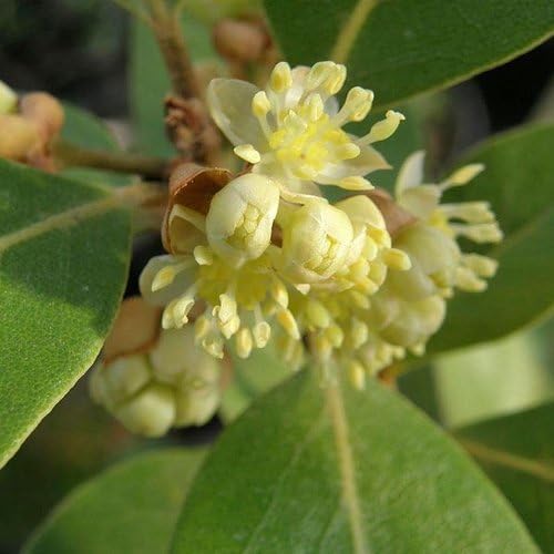 Mediterranean Bay Leaf, Bay Laurel Live Plant. Saratoga Variety - Laurus Nobilis. Live Plant. Fragrant, Fresh, Edible. Best for Pot Planting and Indoor. Mild Flavor. (2 Saratoga Plants in Cup)
