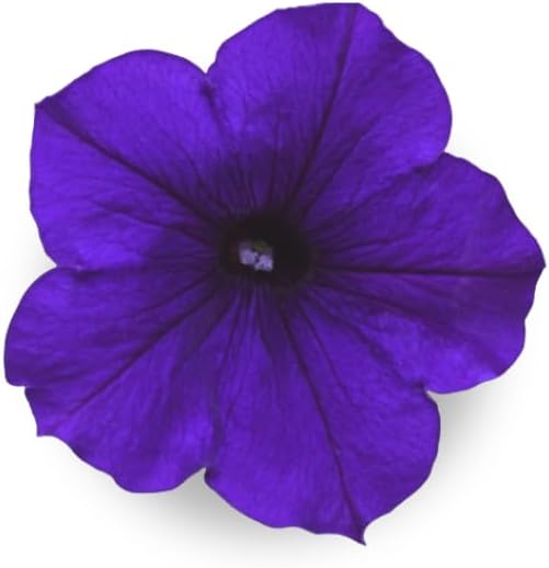 Blue Petunia - Complete Seed Pod Plugs with Plant Food - 10 Pods for Hydroponic Gardens, Click and Grow, Lettuce Grow and Outdoor Gardens