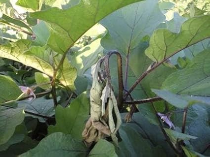 HEDO Pheromone Trap with Brinjal pheromone Lure(Leucinodes orbonalis) for Brinjal Crop Pack of 10