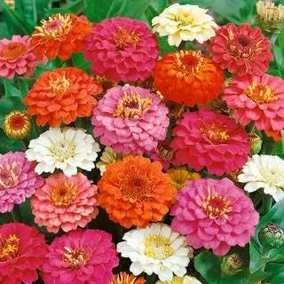 Park Seed Zinnia Flower Planting Seeds, Easy to Grow, Perfect for Spring Garden, Thumbelina Mix, Pack of 25