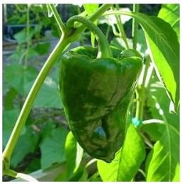 Clovers Garden Poblano Chili Pepper Plants-Two (2) Live Plants – Non-GMO - Not Seeds – Each 4"-8" Tall in 4 Inch Pots - Mild-Heat, 1500 SHU, Great for Drying