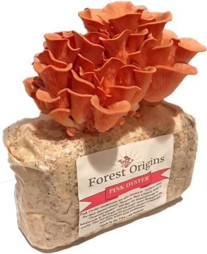 Pink Oyster Mushroom Grow Kit, Beginner Friendly & Easy to Use, Grows in 10 Days | Handmade in California, USA | Top Gardening Gift, Holiday Gift & Unique Gift