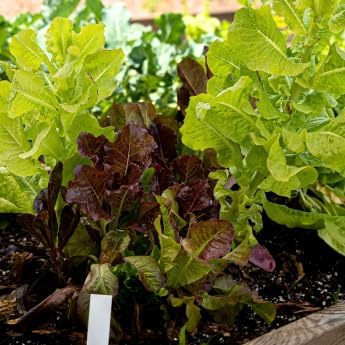 Gourmet Looseleaf Lettuce Blend - Complete Seed Pod Plugs with Plant Food - 10 Pods for Hyrdoponic Gardens, Click and Grow, Lettuce Grow and Outdoor Gardens