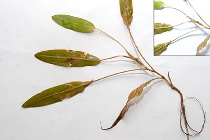 Tsunami DQ Aquatic Herbicide- Quart - 37.3 Percent Diquat Dibromide – Concentrated Aquatic Weed Killer for Lakes and Ponds - Duckweed, Watermeal, Curly Leaf, Pondweed & Many More