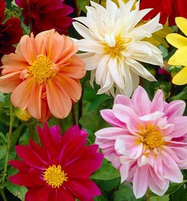 Dwarf Dahlia Rainbow Mix Tubers - Perennial, Showy Blooms, Mixed Dahlia Tubers for Planting | Large Blooms, Summer Flowers, Easy to Grow (9 Pack)