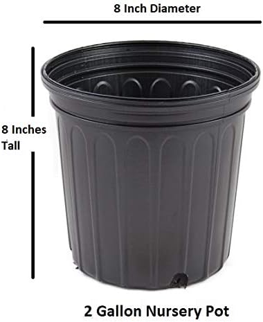 Apricot Echo Orange Tea Olive - Live Plant - 2 Gallon Pot