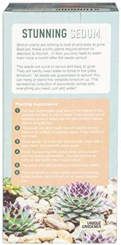 Sedum Succulent Carefree Capsule Terrarium Kit - DIY Indoor Hanging or Standing Garden Starter Set with Complete Supplies, Easy to Grow Terrariums for Home Decor! (Stunning Sedum)