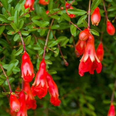 Live Dwarf Pomegranate Plant (Punica Granatum) - Compact, Ornamental Fruit Bearing Shrub, Indoor/Outdoor (4 pom-Dwarf sacs)