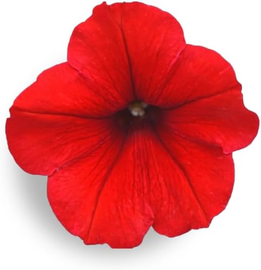 Red Petunia - Complete Seed Pod Plugs with Plant Food - 10 Pods for Hydroponic Gardens, Click and Grow, Lettuce Grow and Outdoor Gardens