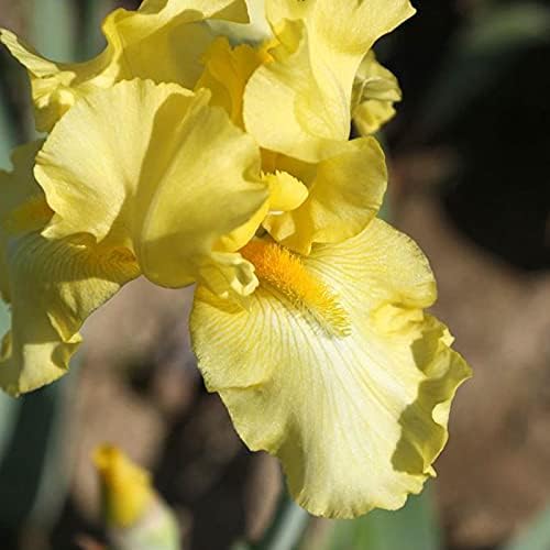 Bearded Iris Flower Bulb Mix - 5 Bulb Value Pack of Assorted Colors - Easy to Grow Fall Planting Bulbs by Willard & May
