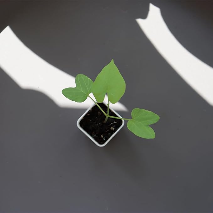 BangQiao 300 Pack 1.55 Inch Tiny White Plastic Square Nursery and Seedling Pot, Mini Transplant Seed Starter Planter with Drain Hole for Germination, Herb, Succulent