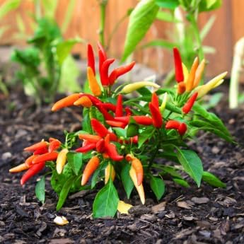 Taquito Pepper - Complete Seed Pod Plugs with Plant Food - 10 Pods for Hydroponic Gardens, Click and Grow, Lettuce Grow and Outdoor Gardens