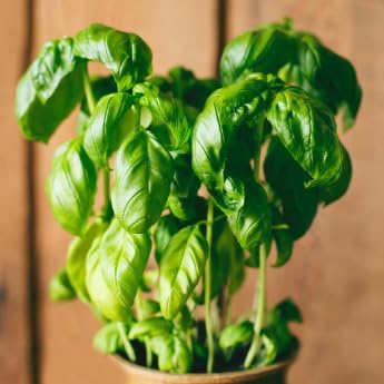 Genovese Basil - Complete Seed Pod Plugs with Plant Food - 10 Pods for Hyrdoponic Gardens, Click and Grow, Lettuce Grow and Outdoor Gardens