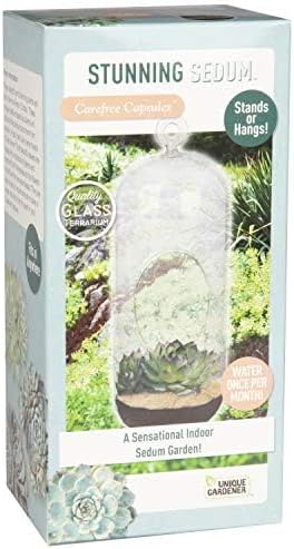 Sedum Succulent Carefree Capsule Terrarium Kit - DIY Indoor Hanging or Standing Garden Starter Set with Complete Supplies, Easy to Grow Terrariums for Home Decor! (Stunning Sedum)