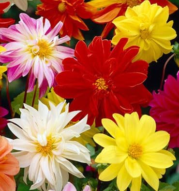 Dwarf Dahlia Rainbow Mix Tubers - Perennial, Showy Blooms, Mixed Dahlia Tubers for Planting | Large Blooms, Summer Flowers, Easy to Grow (12 Pack)