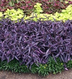 Purple Queen Tradescantia Setcresea I 10 Live Plants I Spiderwort | Lush Magenta Foliage for Striking Garden Contrast, Ideal for Ground Cover, Borders, & Containers