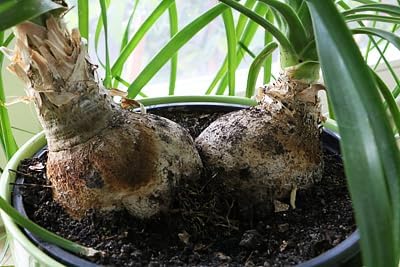 Elevate Your Nolina Garden with Gardenera's Organic Potting Mix - Tailored for Thriving Nolina Plants and Unique Structure - 2 Quart