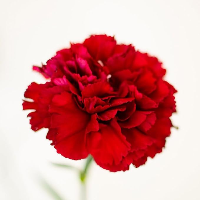 Eden Brothers Carnation Seeds - Etincellant