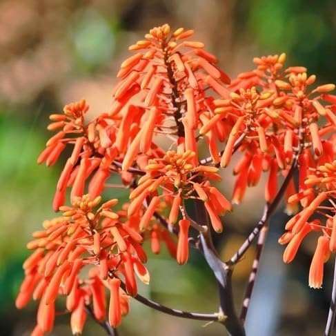 Coral Aloe Plants (Aloe striata) - Live Succulent with Striking Pink Edges and Smooth, Flat Leaves for Indoor/Outdoor Gardening (2 Coral Aloe Cups)