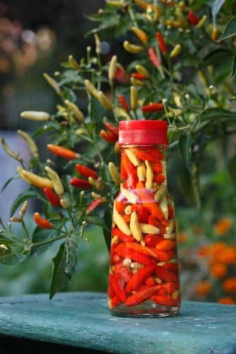 Clovers Garden Tabasco Pepper Plants- Two (2) Live Plants – Non-GMO - Not Seeds – Each 4"-8" Tall in 4 Inch Pots - Medium Hot