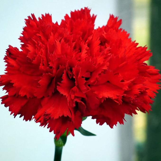 Eden Brothers Carnation Seeds - Etincellant