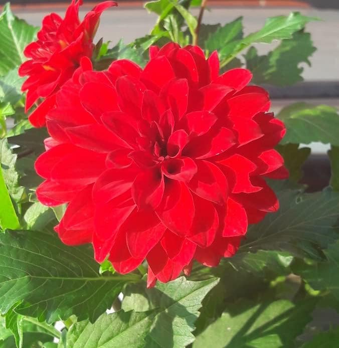 Garden Wonder Dahlia Bulbs - Stunning Dahlia Blooms, Large Flowering Dahlia Bulbs | Perennial Flower, Prefect for Cut, Easy to Grow, Attracts pollinators (1 Pack)
