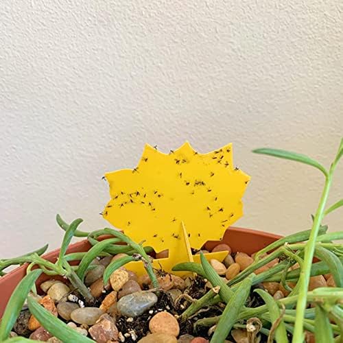 Garsum Fruit Fly Sticky Trap for Indoor and Outdoor, Fungus Gnat Killer for Houseplant,Mosquitos, Flying Insect, White Flies, 120 Pack