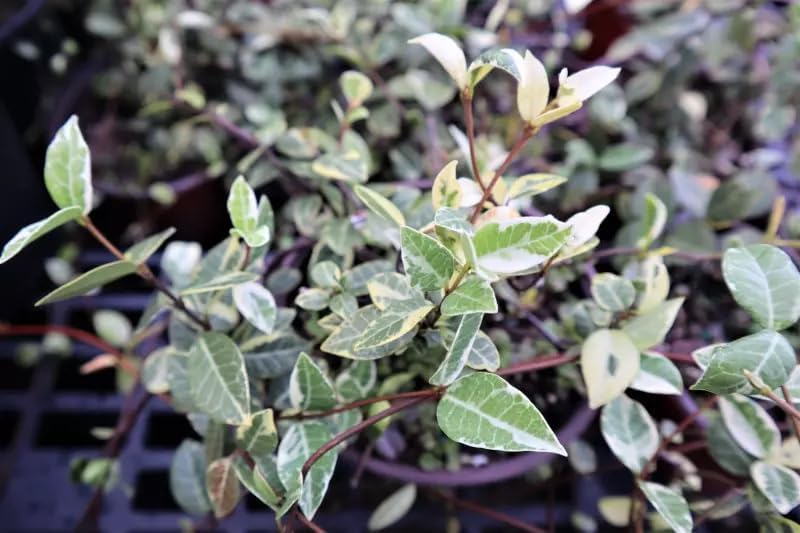 Jasmine Asiatic Variegated Plants | 3 Live 4 Inch Pots | Trachelospermum Asiaticum 'Variegata' | Fragrant Ground Cover | Evergreen Vine