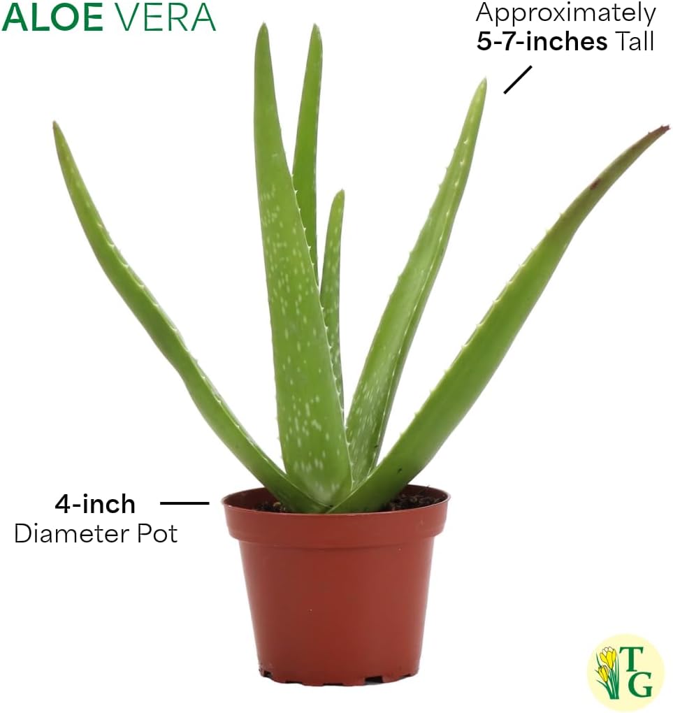 Thorsen's Greenhouse Aloe Vera, Live Indoor Plant, Aloe barbadensis, Easy to Grow, Succulent, Natural Air Purifier, 4" Diameter Pot (Gold)
