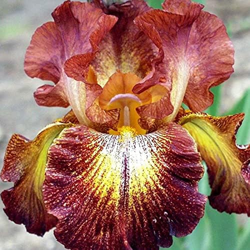 Bearded Iris Flower Bulb Mix - 5 Bulb Value Pack of Assorted Colors - Easy to Grow Fall Planting Bulbs by Willard & May