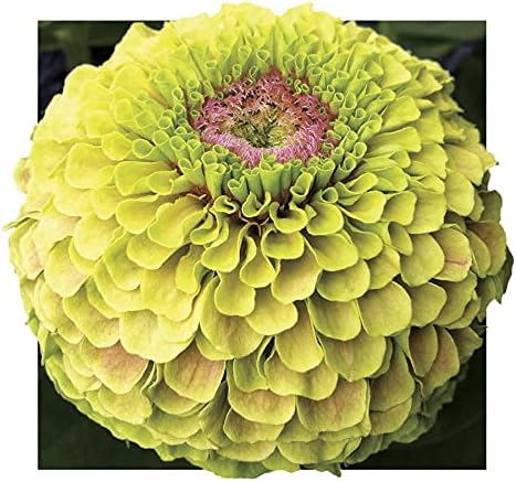 Park Seed Zinnia Flower Planting Seeds, Easy to Grow, Perfect for Spring Garden, Queeny Lime with Blotch, Pack of 25