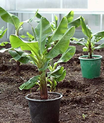 Indoor Banana Tree Ornamental Perennial Non-GMO