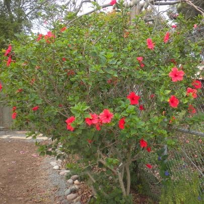 Red Hibiscus. rosa-sinensis. Live Plant - Tropical Blooming Hibiscus, Pretty Flowers, Used in Tea and Juice (4 red Hibiscus sacs)