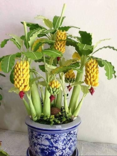 Indoor Banana Tree Ornamental Perennial Non-GMO