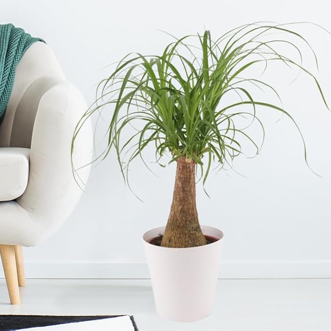 Premium Nolina Plant Potting Mix - Crafted for Robust Growth and Distinctive Form - 1 Quart