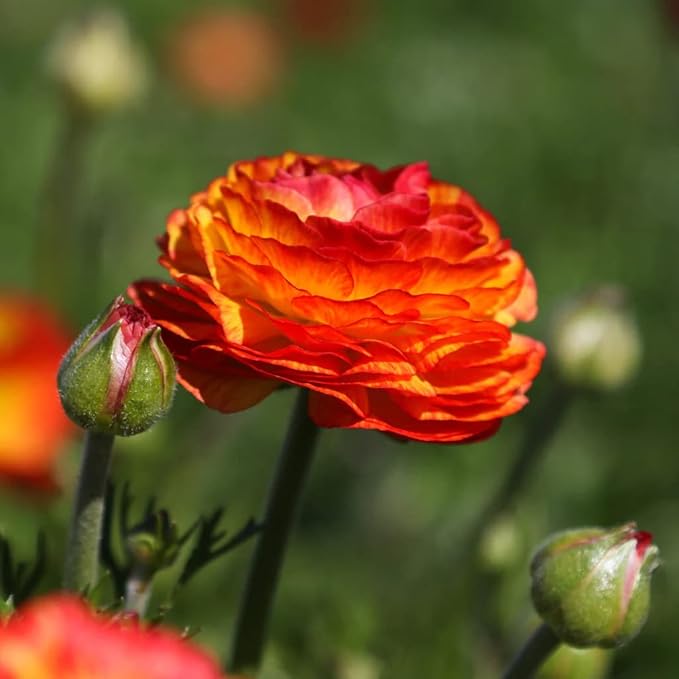 25 Orange Ranunculus Bulbs for Planting - Buttercup Flower Bulb Value Bag - Plant in Gardens, Containers & Flowerbeds - Easy to Grow Fall Perennial Flowers Bulbs by Willard & May