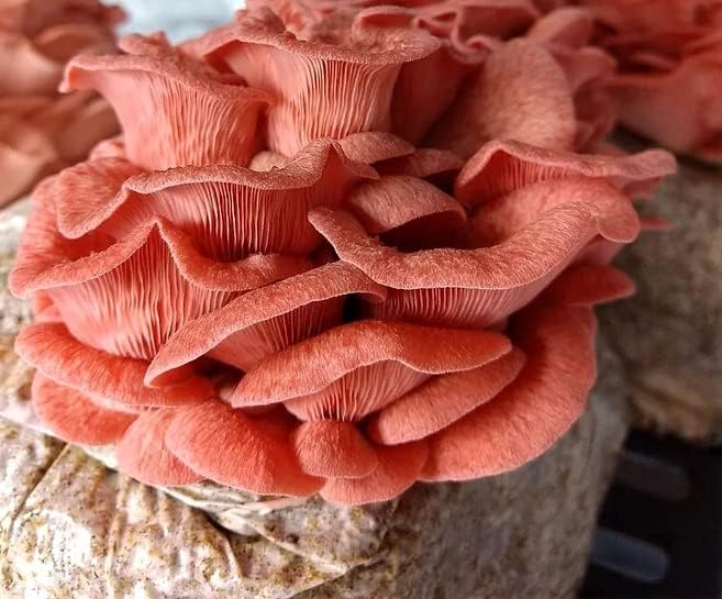 5 Pack Oyster Mushroom Liquid Cultures Starter Pack - Black Oyster, Blue Oyster, King Blue Oyster, Pearl Oyster, & Pink Oyster