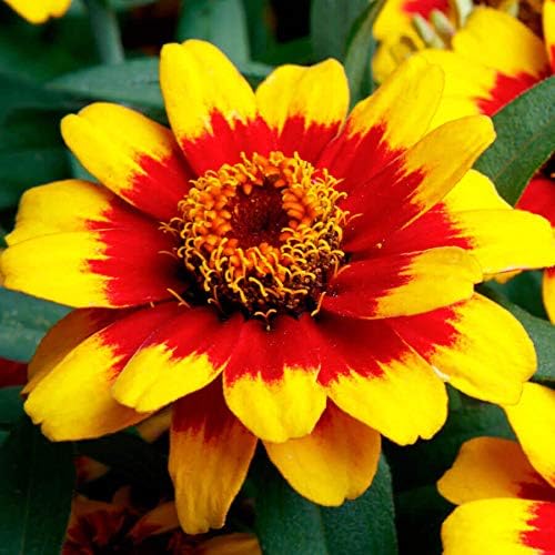 Park Seed Zinnia Flower Planting Seeds, Easy to Grow, Perfect for Spring Garden, Profusion Red Yellow Bicolor, Pack of 25