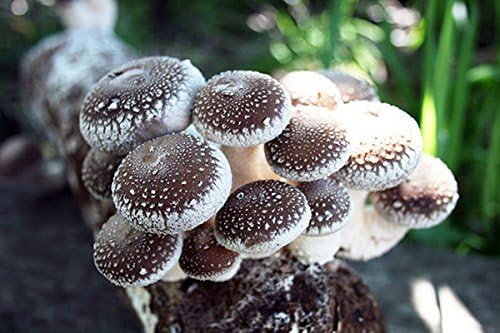 Root Mushroom Farm- Shiitake Mushroom Grow Kit-Start Right Away Once Received