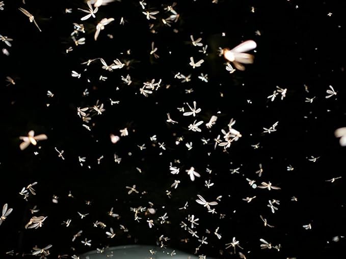 Enforcer BugMax Home Pest Control - EBM128 (Case of 4) - Kills Roaches, Ants, Fleas, Ticks, termites, Carpenter Ants, Brown Recluse Spiders, Black Widows, Carpenter Bees and Bedbugs