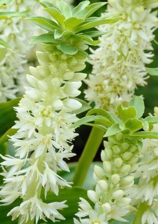 Eucomis 'Autumnalis' – Pineapple Lily Bulbs for Unique Late-Season Blooms - Plant Unique Lilies (1 Bulb)