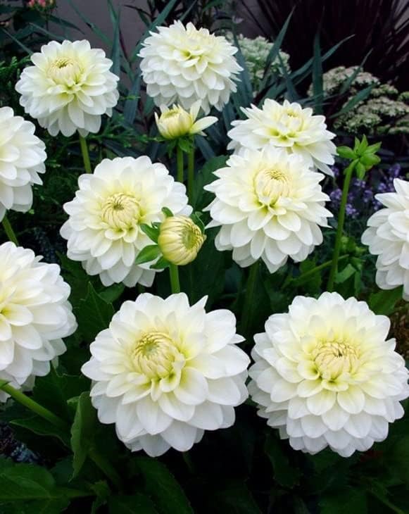 White Dinner Plate Dahlia Flower Bulbs for Planting | Easy to Grow and Maintain- Huge White Blooms (2 Pack)
