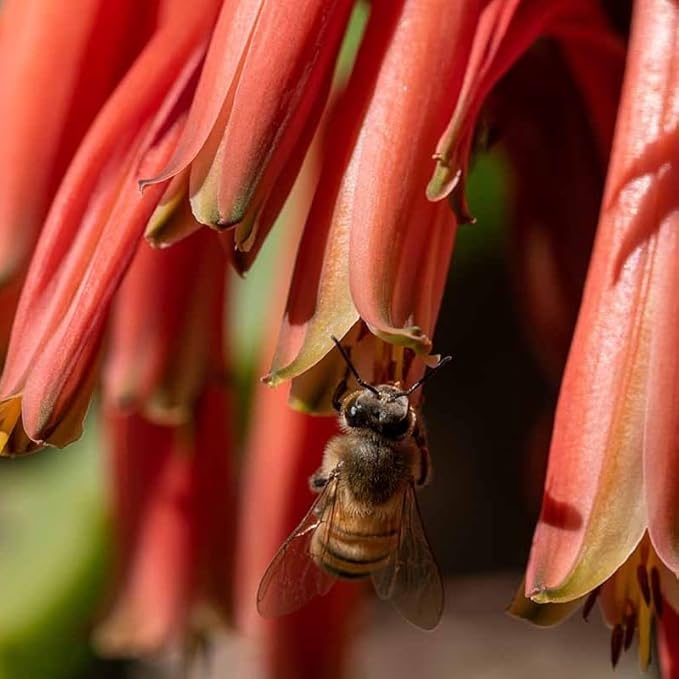 Coral Aloe Plants (Aloe striata) - Live Succulent with Striking Pink Edges and Smooth, Flat Leaves for Indoor/Outdoor Gardening (4 Coral Aloe sacs)