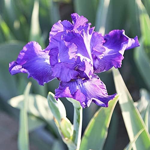 Bearded Iris Flower Bulb Mix - 5 Bulb Value Pack of Assorted Colors - Easy to Grow Fall Planting Bulbs by Willard & May