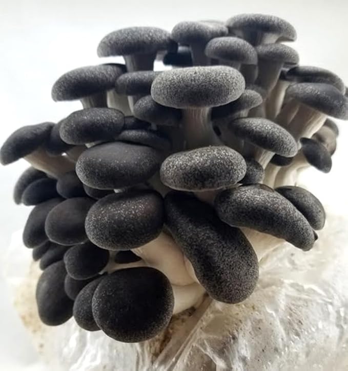 5 Pack Oyster Mushroom Liquid Cultures Starter Pack - Black Oyster, Blue Oyster, King Blue Oyster, Pearl Oyster, & Pink Oyster